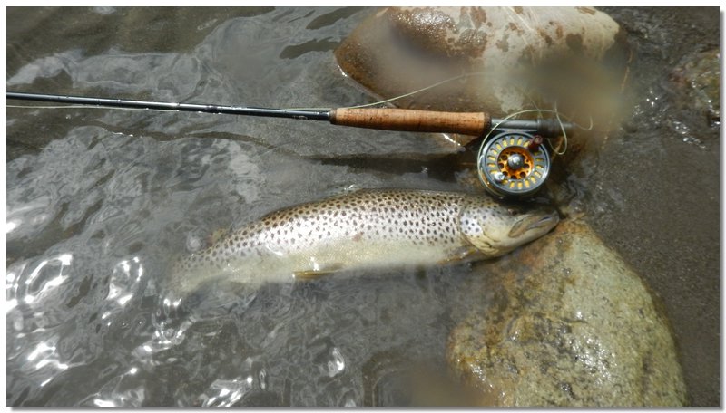 Fiume Tanaro - Turi Pesca Hotel San Carlo Ormea CN