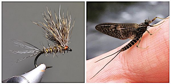 March Brown by Andrew Overend