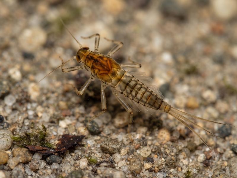 Ninfa di Effimera May Fly-  famiglia Baetidae, genere Baetis