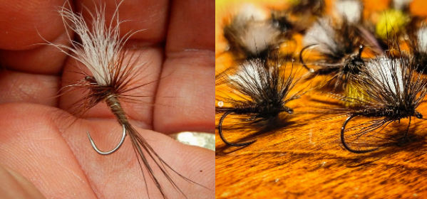 Pheasant Tail by Diego Bosello - Marco Delitala Calistri